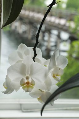 Orchid on a windowsill shown as an interactive 3D scene